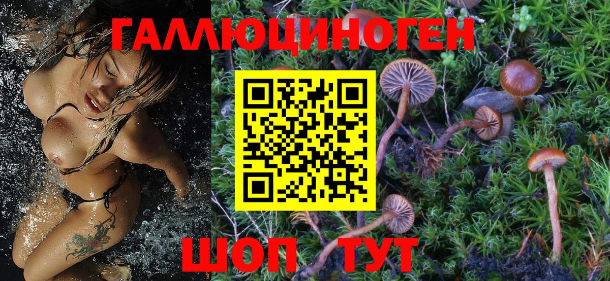 Галлюциногенные грибы Psilocybe Серпухов